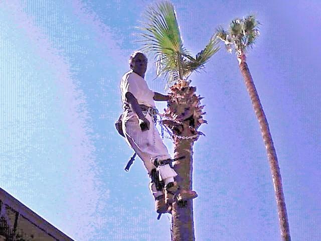 Willie Neals Trees Etc.