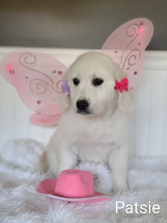 Images Elite White Goldens