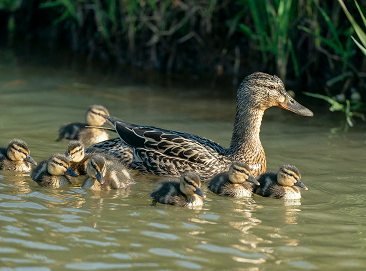 A mother duck and her ducklings.