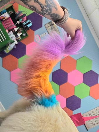 Images Dragonfly Dog Grooming LLC