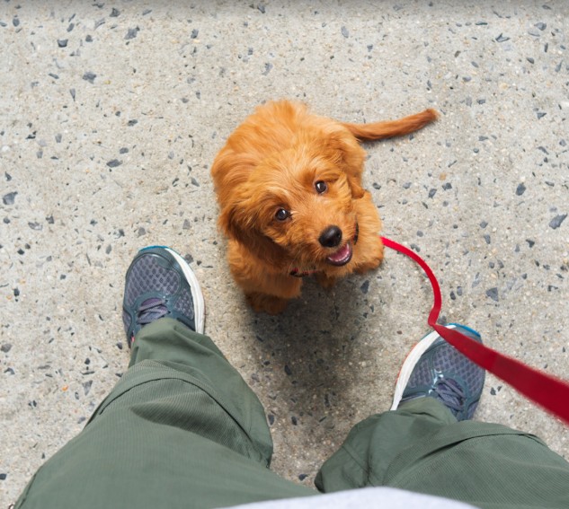 Images Lucky Dog Pet Services