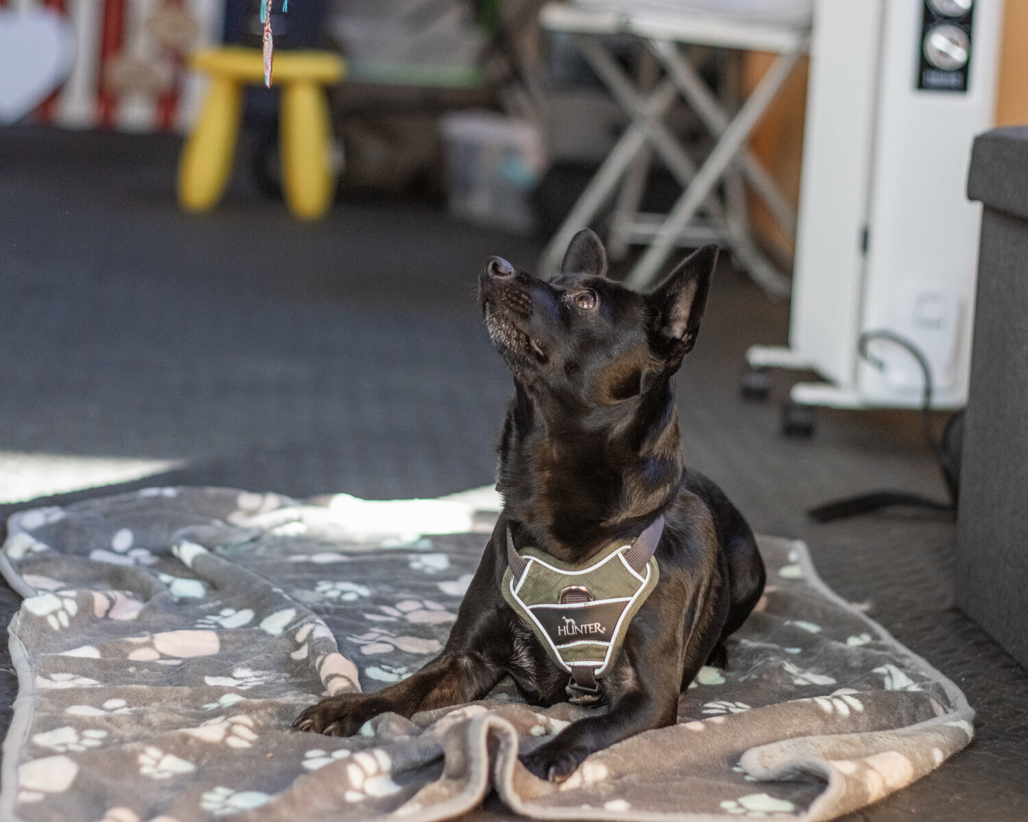 Bilder Hundezentrum Lapki