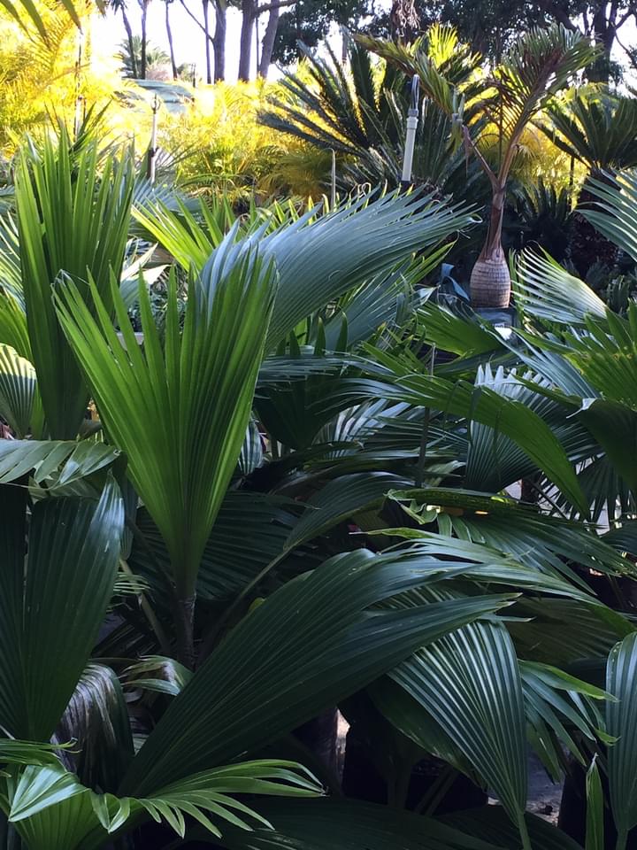 Images Premier Palms Nursery