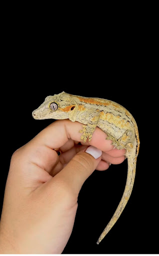 Images Cold Blooded Kingdom