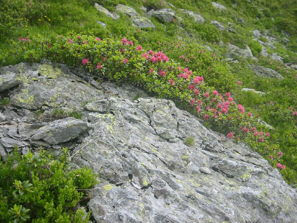 Bild 12 von Schatzberg-Haus Auffach