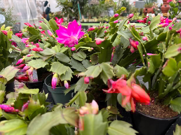 Images Grant Line Garden Center & Nursery