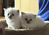 Images BabyBundles - Ragdoll Cats and Kittens