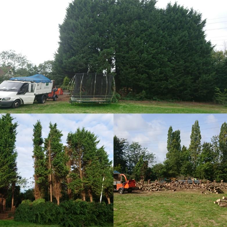 Images Chelmsford Tree Services Ltd