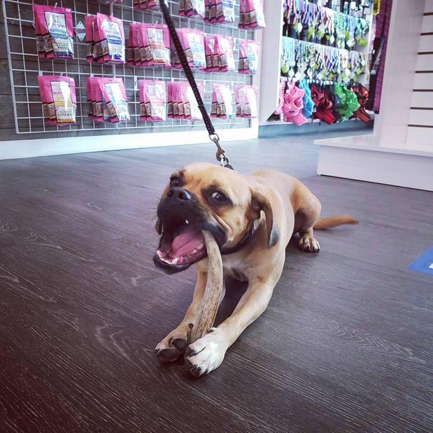 Images Woof Gang Bakery & Grooming Round Rock