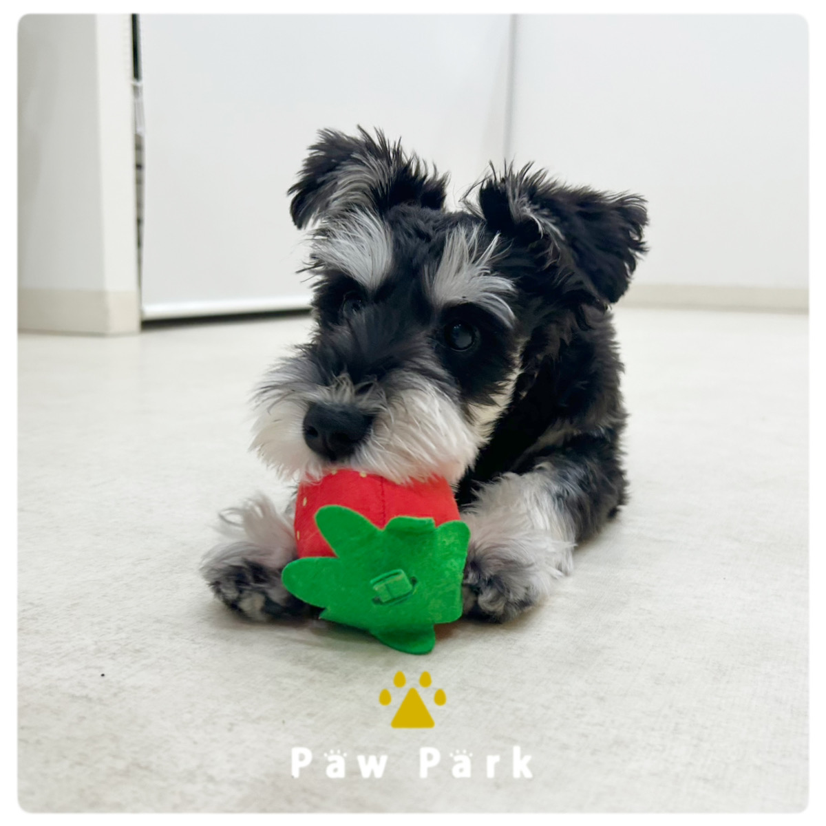 Images PawPark 犬のようちえん 高槻店