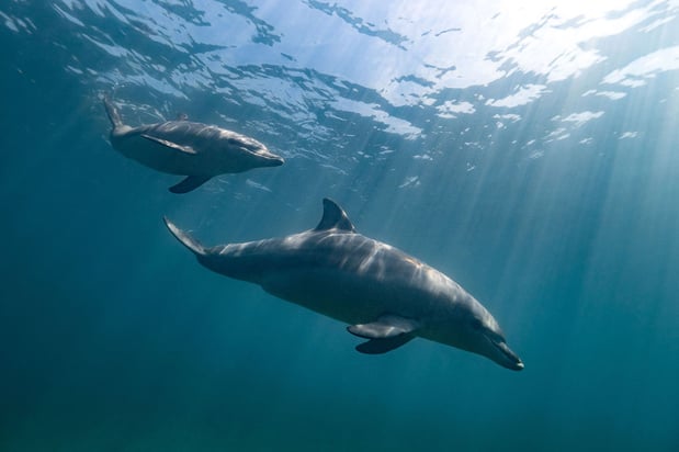 Images Key West Boat & Jet Ski Adventures