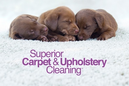 Get superior carpet cleaning by A & B Chem-Dry in Raleigh, North Carolina and the surrounding area!
