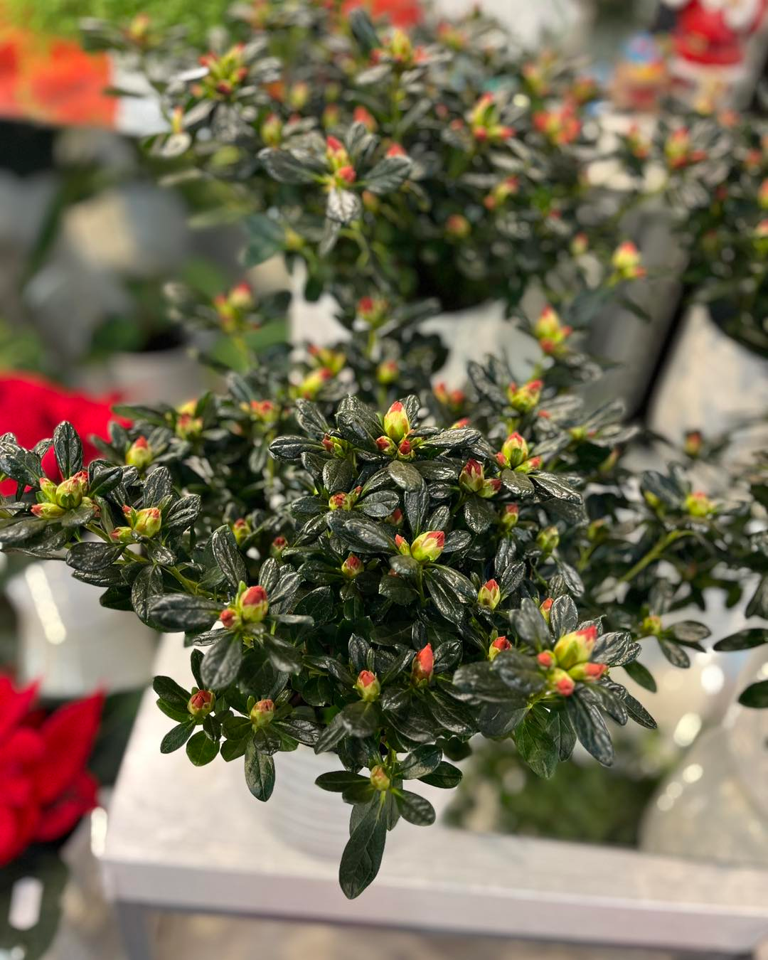 Images Frudalen Hagesenter AS