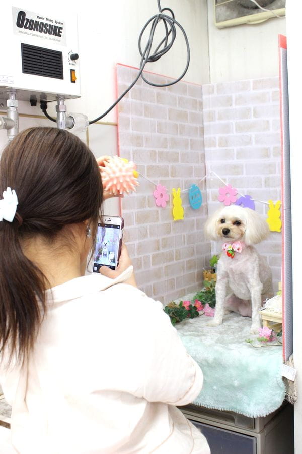 Images ペットショップ 犬の家