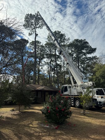 Images Magana Tree Service