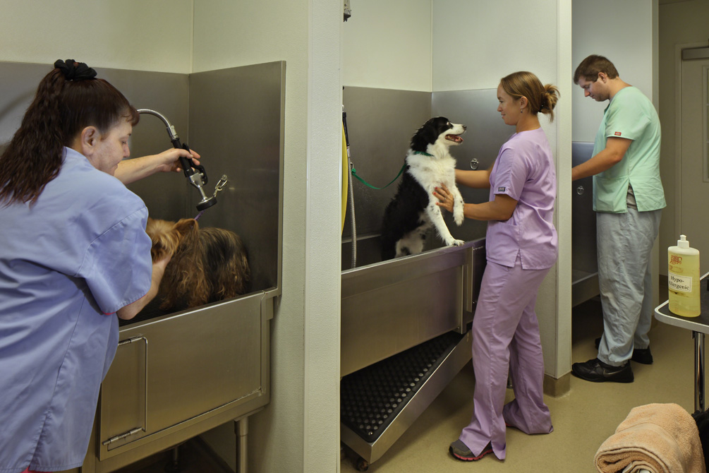At Calusa Veterinary Center’s Dog Grooming Spa, your furry friend can enjoy a full day of relaxing,  Calusa Veterinary Center Boca Raton (561)999-3000