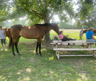 Images Star Ridge Stables
