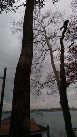 Images Tony J. Bricker Tree Service