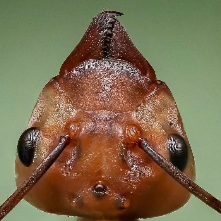 Ant control and prevention