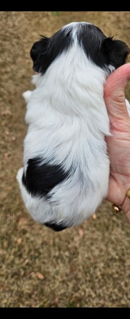 Images Bad, Beautiful & Bossy AKC Yorkies