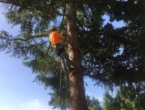 An arborist from Guy Jones, Inc. climbs a tall evergreen tree wearing a bright safety vest and harness, preparing for branch removal or trimming work under a clear blue sky.