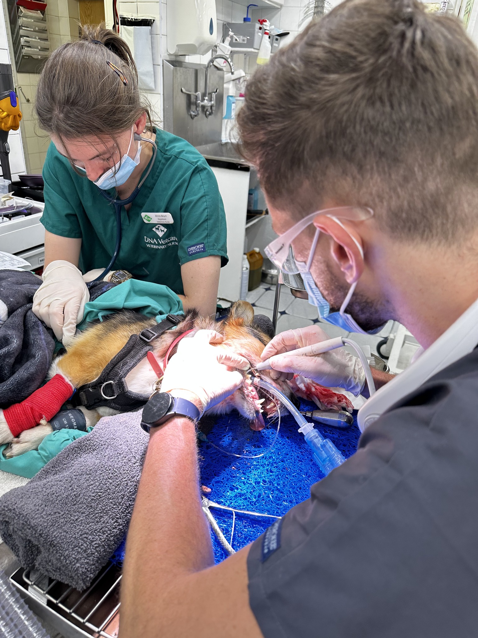 Images Streatham Hill Veterinary Surgery