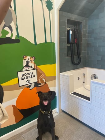 Images Bowie Barker West Hollywood