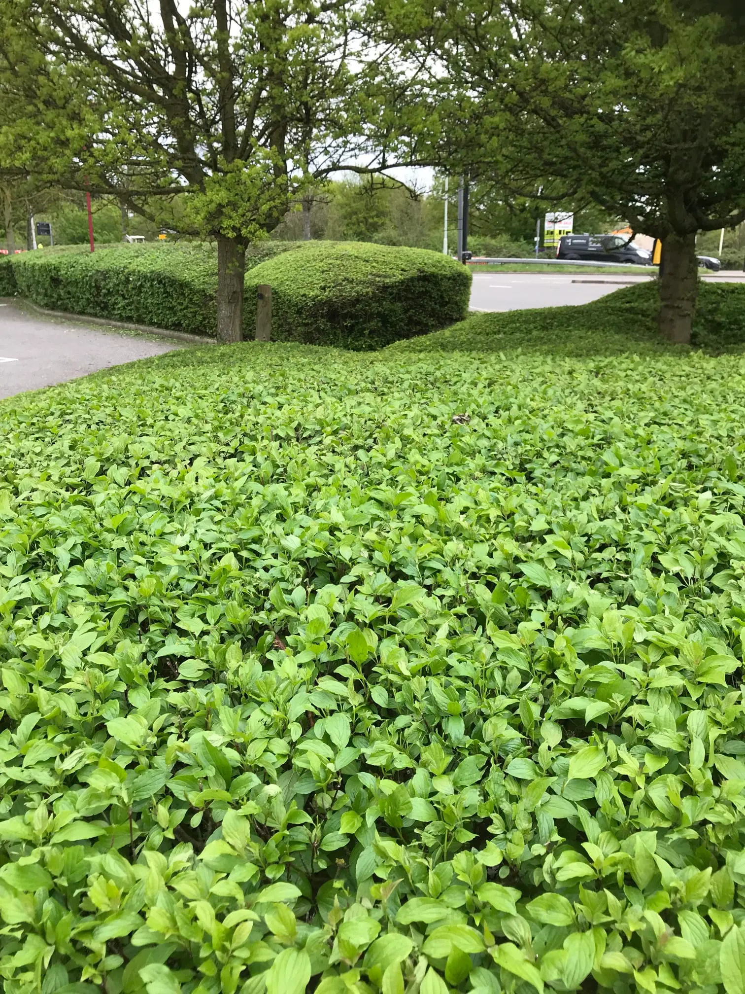 Images SN Landscaping Ltd