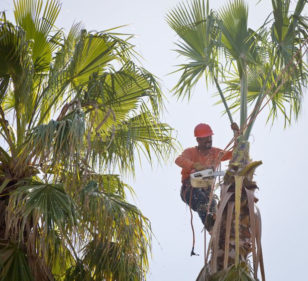 Images Dels Tree Experts