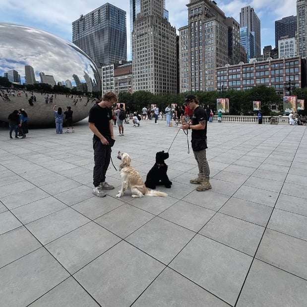 Images Prestige Dog Training