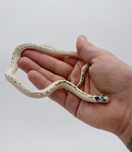 Images Cold Blooded Kingdom