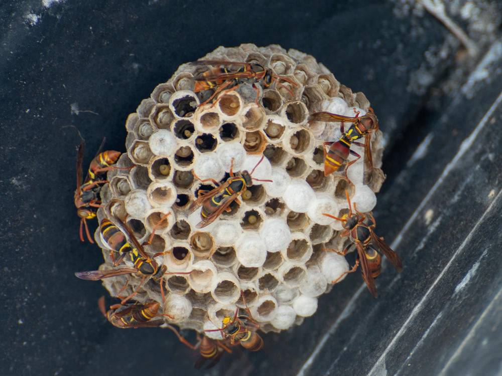Wespen Entfernen Frick WespenExperten, Bahnhofstrasse 15 in Frick