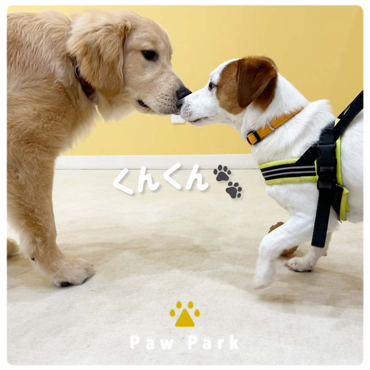 Images PawPark 犬のようちえん 高槻店