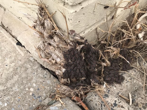 Images Advanced Termite and Pest Control