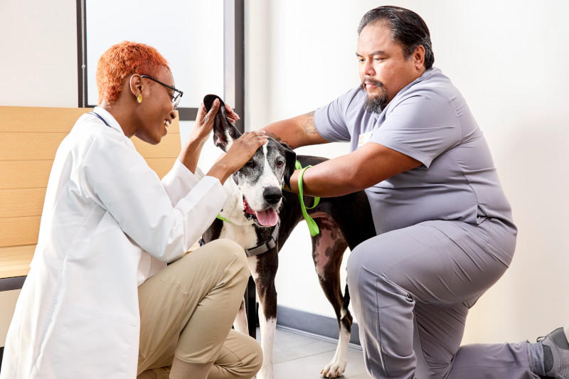 Banfield Pet Hospital Lauderhill (954)749-1568