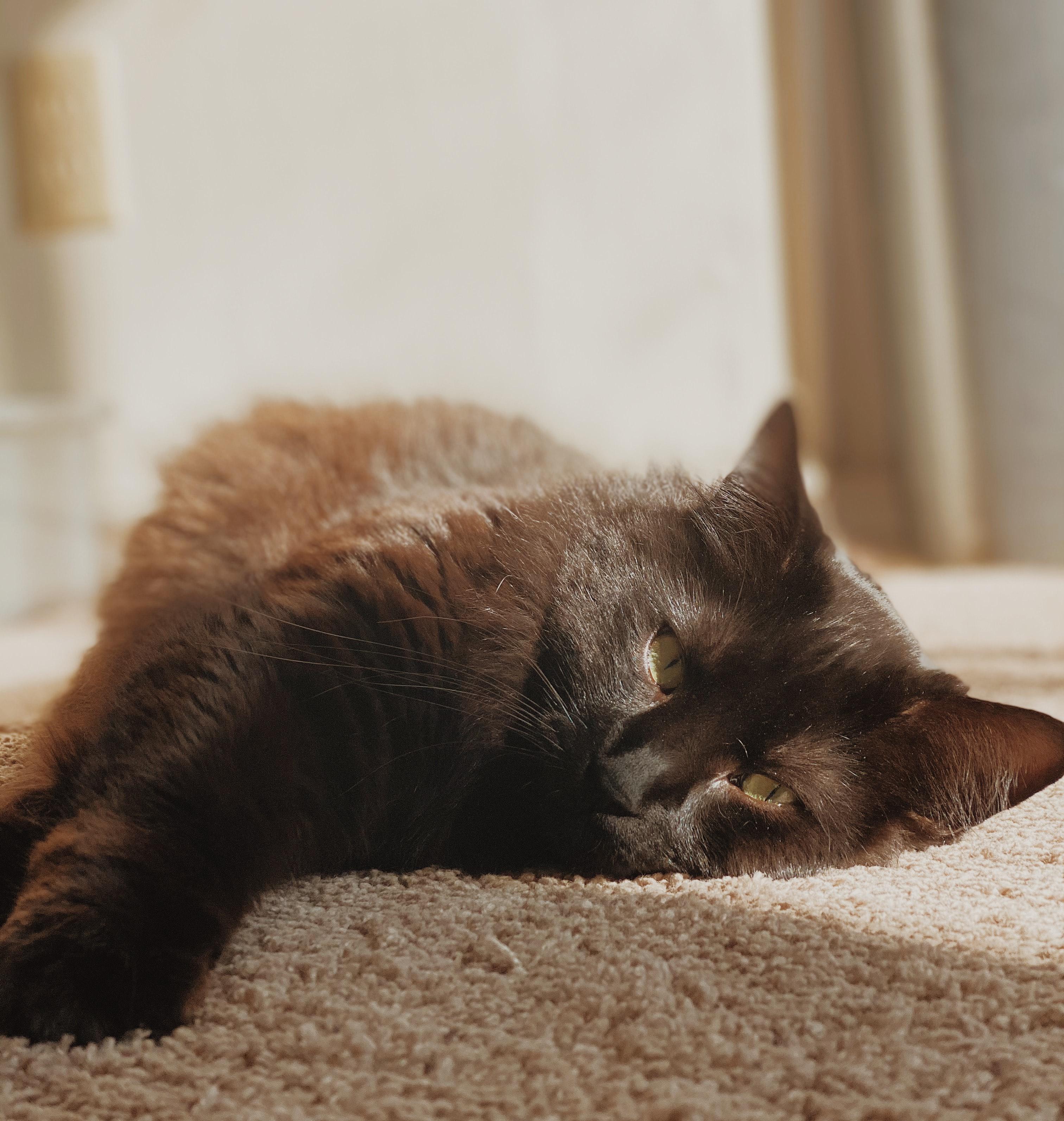 Cat lying on clean carpet