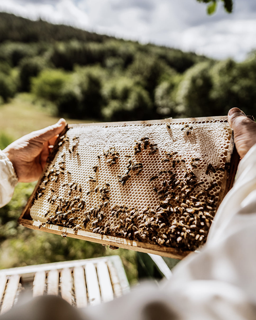 Agapie - Produzent & Lieferant für Bienengift, Gelee Royal, Propolis, Johannesstraße 39-45 in Stuttgart