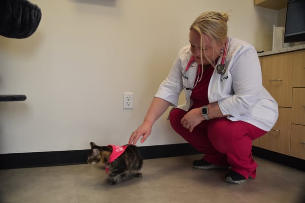 Images CityVet Veterinary Clinic & Urgent Care