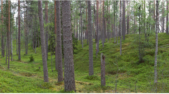 Images Suomen MetsätKuntoon