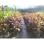Santa Barbara Nursery Inc Logo