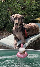 Images Pawsitive Dog Training by Juan Velarde