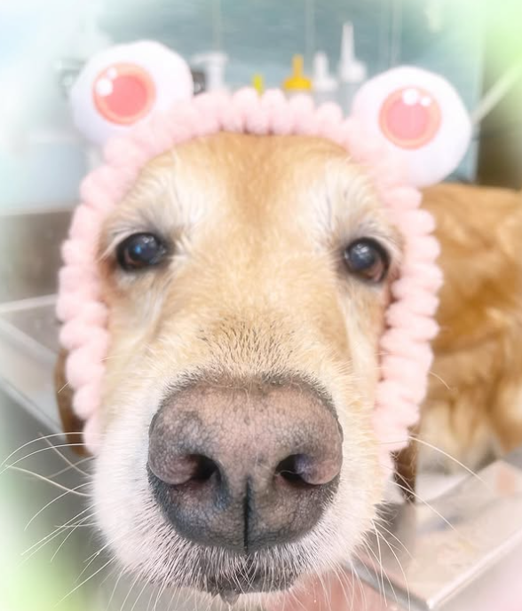 Images dog salon buku2