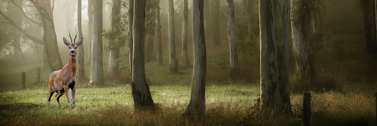 Dörrschuck Trophäenparadies - Jürgen Dörrschuck, Weinbergstr. 7 in Nußbach