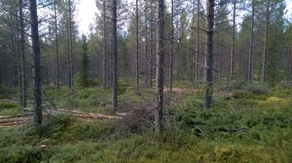 Images Kuusamon Yhteismetsä