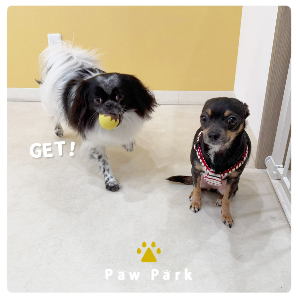 Images PawPark 犬のようちえん 高槻店
