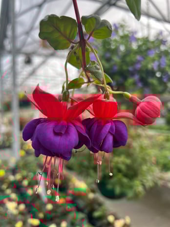 Images Grant Line Garden Center & Nursery