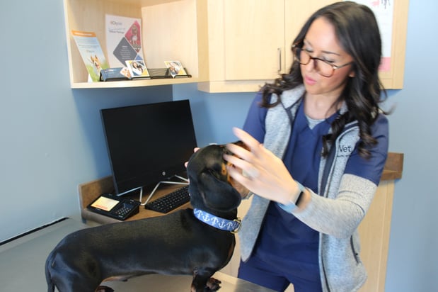 Images CityVet | Frisco