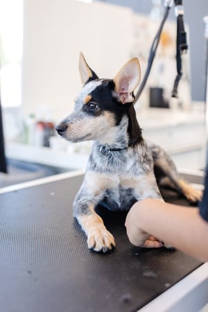 Images Sparkle Grooming Co.