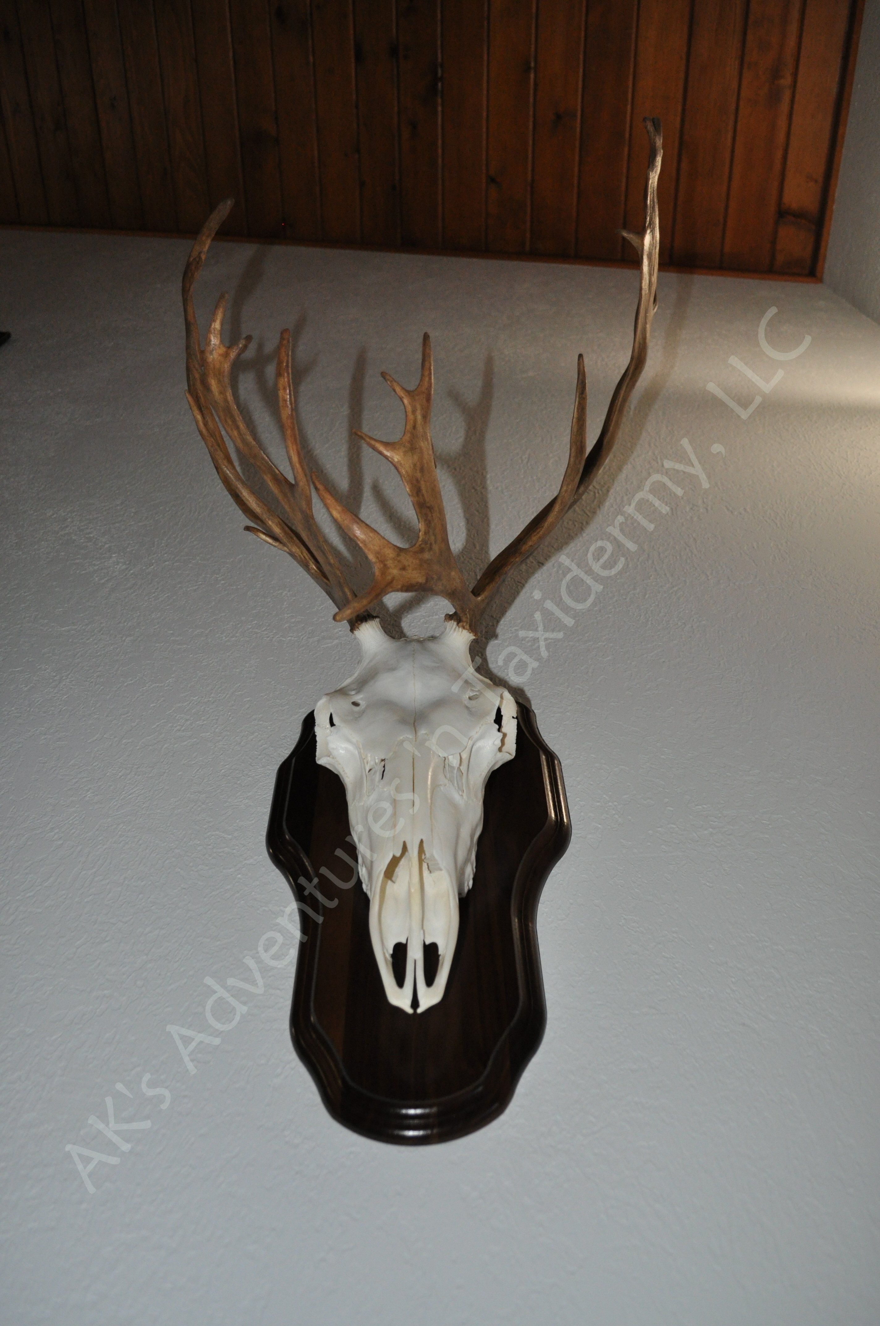 Caribou European