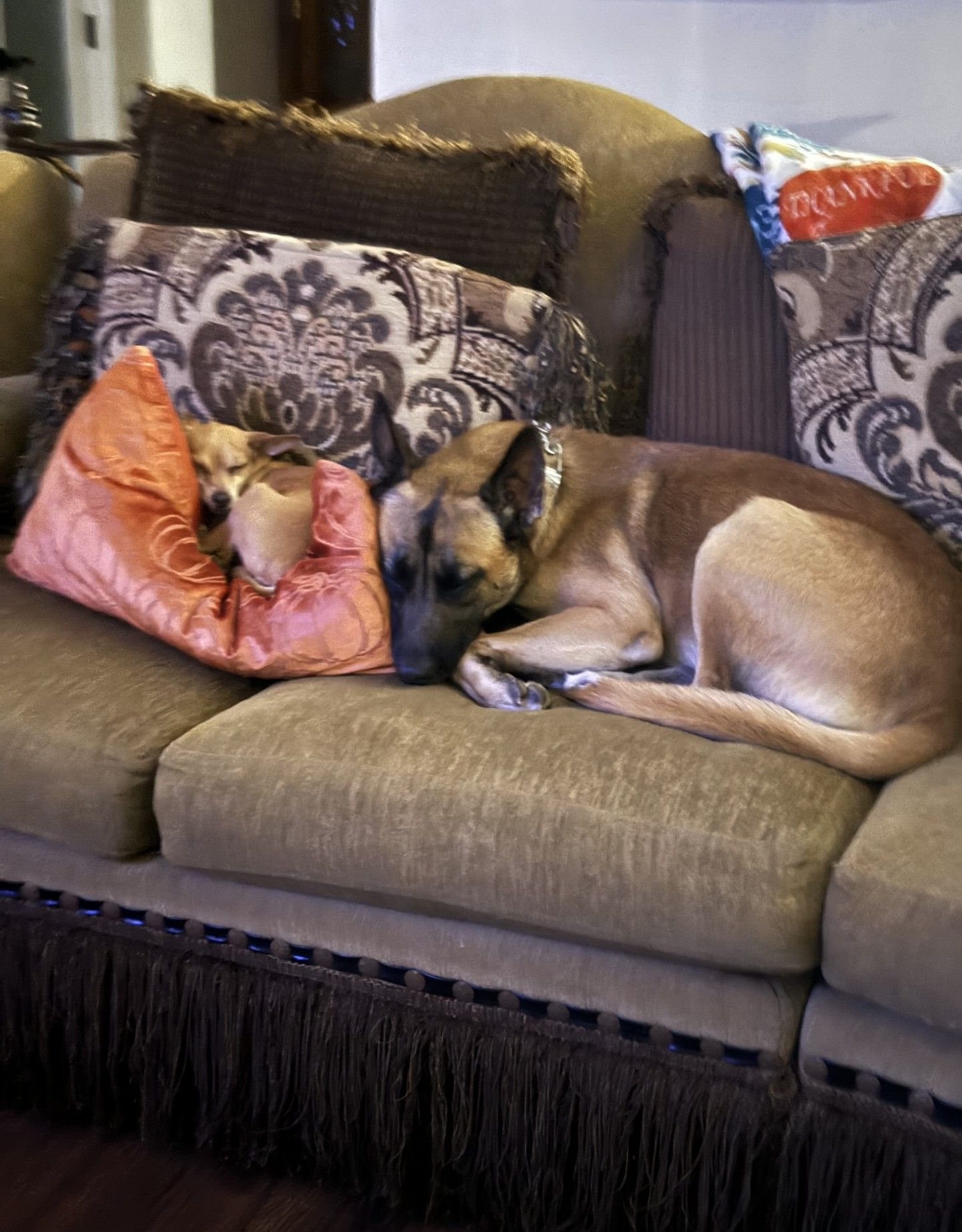 Hercules chihuahua and Lobo the Belgium Malinois